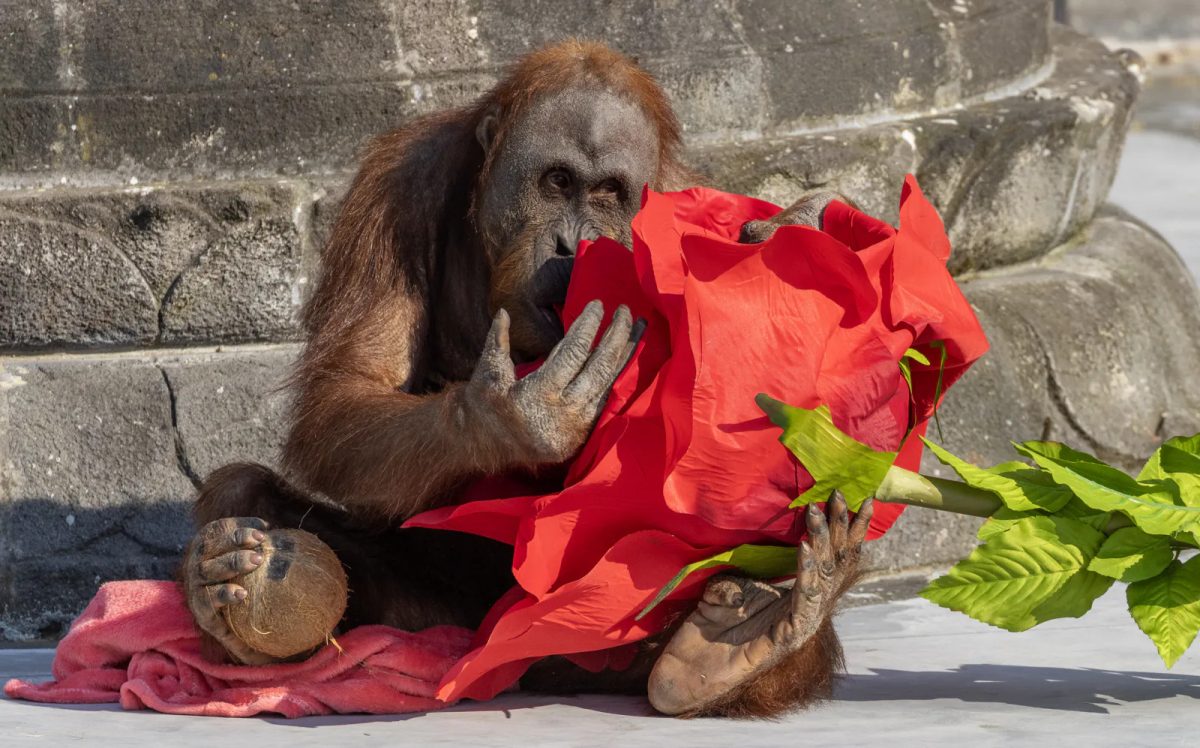 Orangutan at Pairi Daiza exploring a red enrichment toy with green foliage