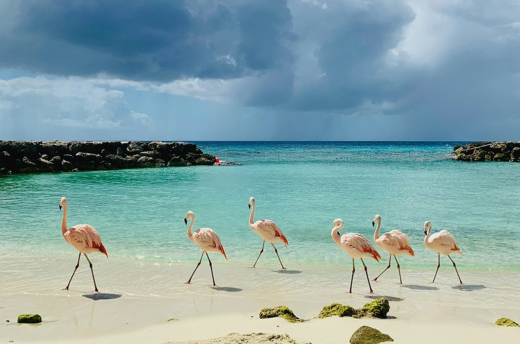 Pink Flamingos vs. a Billionaire's Dream Resort in Albania