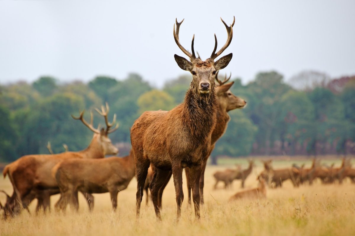 Red deer stag with antlers standing in grassland with herd in background