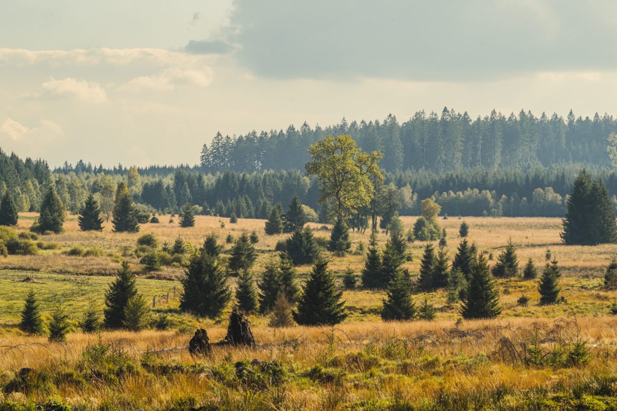 Rolling meadows and evergreen forests of the Fagne de Malchamps plateau landscape