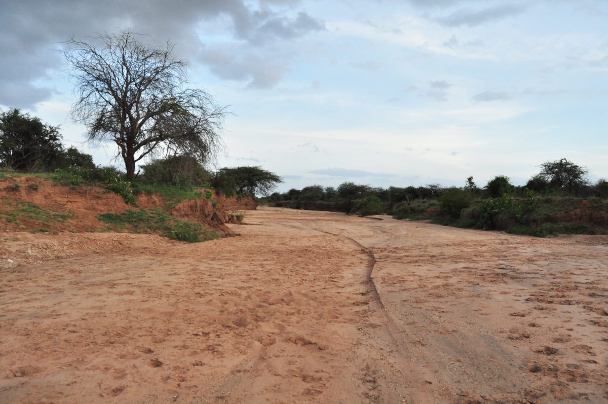 Sandy riverbed with sparse vegetation and bare tree in Northern Kenya landscape