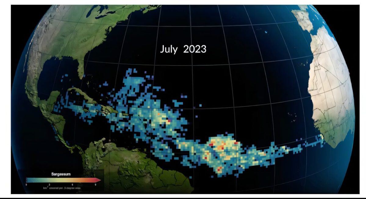 Satellite map showing sargassum seaweed blooms across the Caribbean and Atlantic in July 2023
