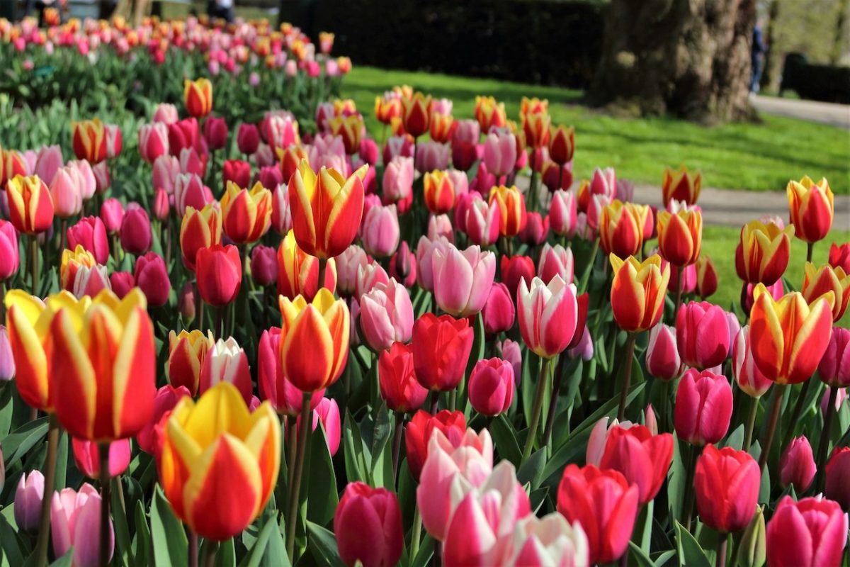 Seven million tulips just bloomed across the Netherlands' most famous flower park