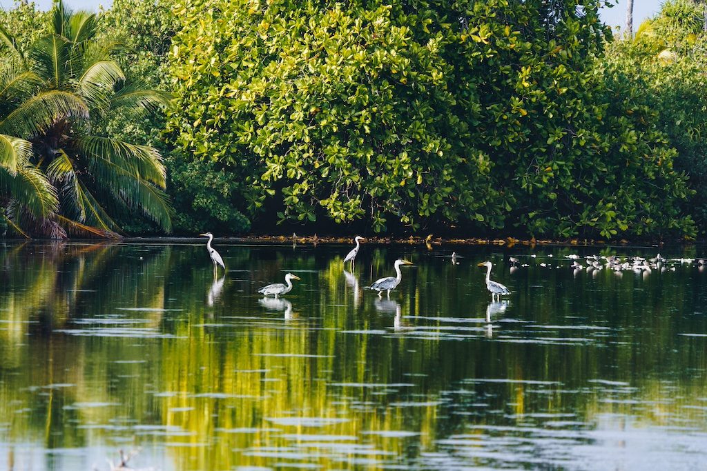 Herons and egrets wading in calm lagoon waters surrounded by lush tropical vegetation