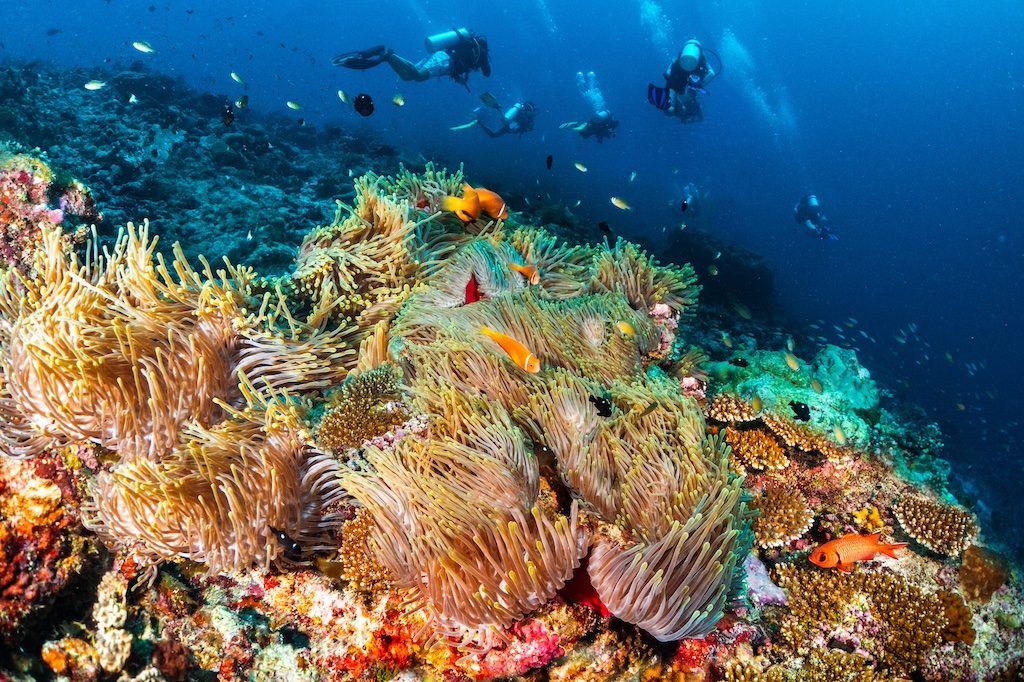 Colorful coral reef with sea anemones and divers exploring underwater in blue tropical waters