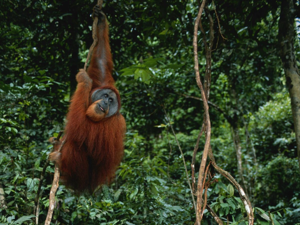 Sumatra's rarest apes lost thousands in a single storm