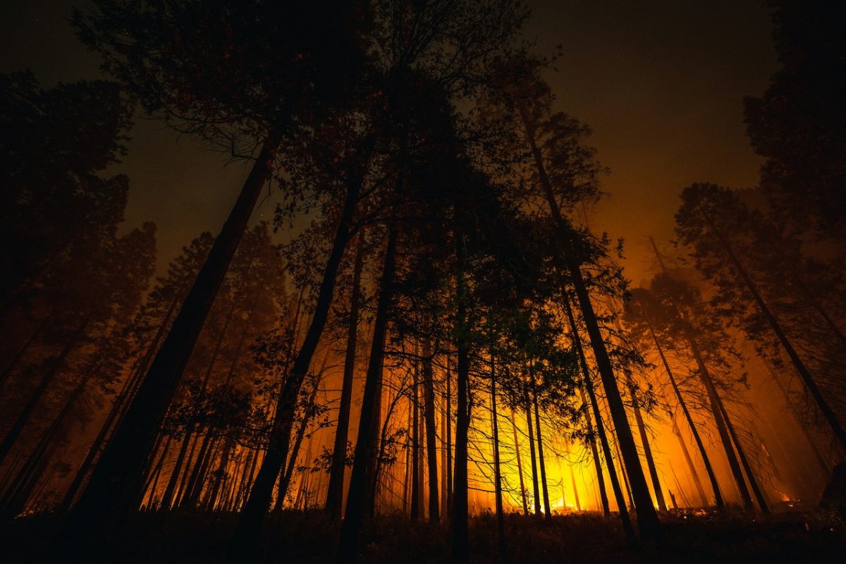 Intense wildfire with tall forest trees silhouetted against glowing orange flames at night