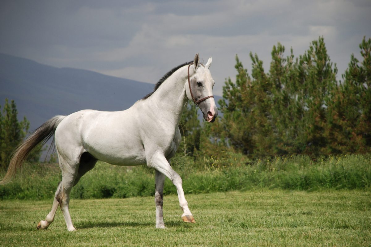 White horse trotting through a grassy field with mountains and evergreens in the background