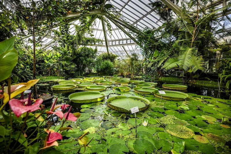 Lush greenhouse interior with giant lily pads and pink flowers blooming abundantly