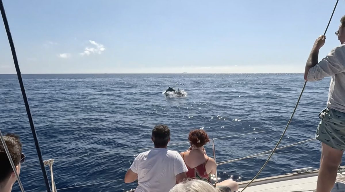 Tourists on a boat watching dolphins in the Mediterranean Sea near Malta