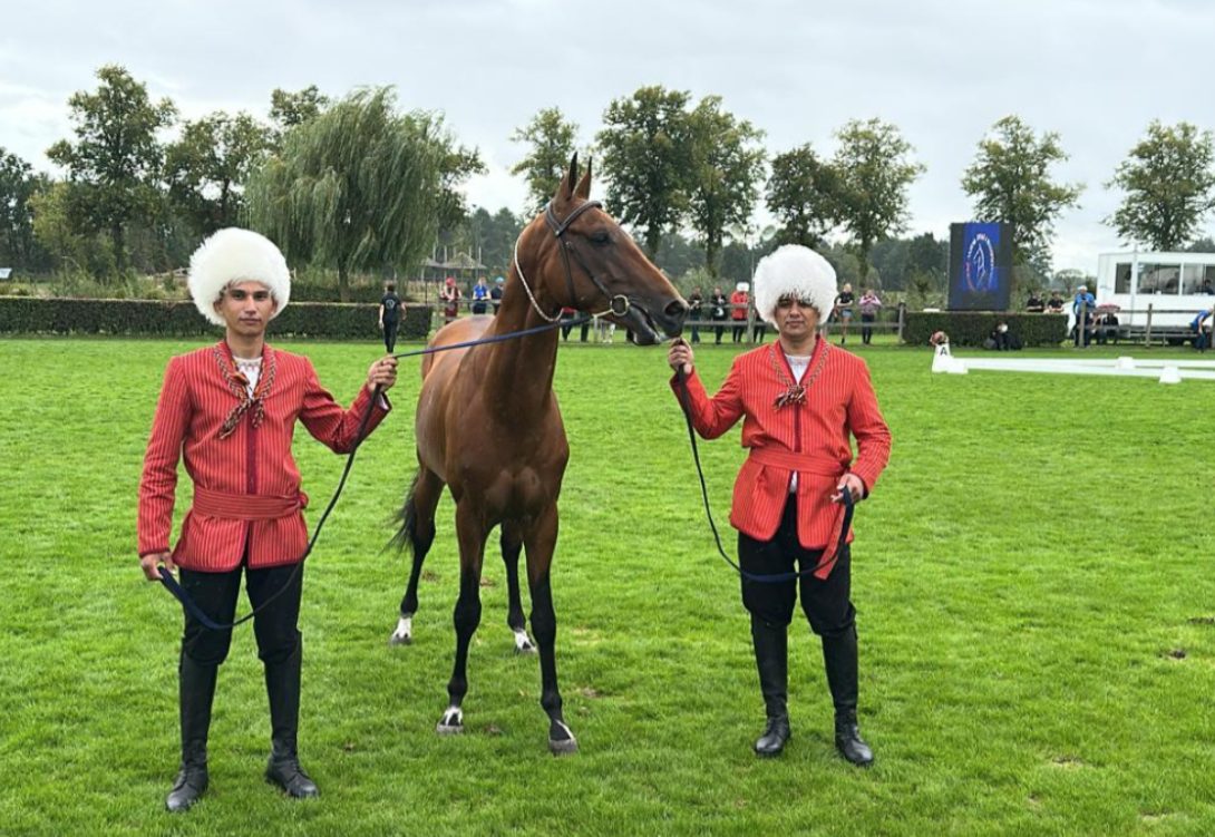 Two handlers in red jackets lead a gleaming bay Akhal-Teke horse at an equestrian event