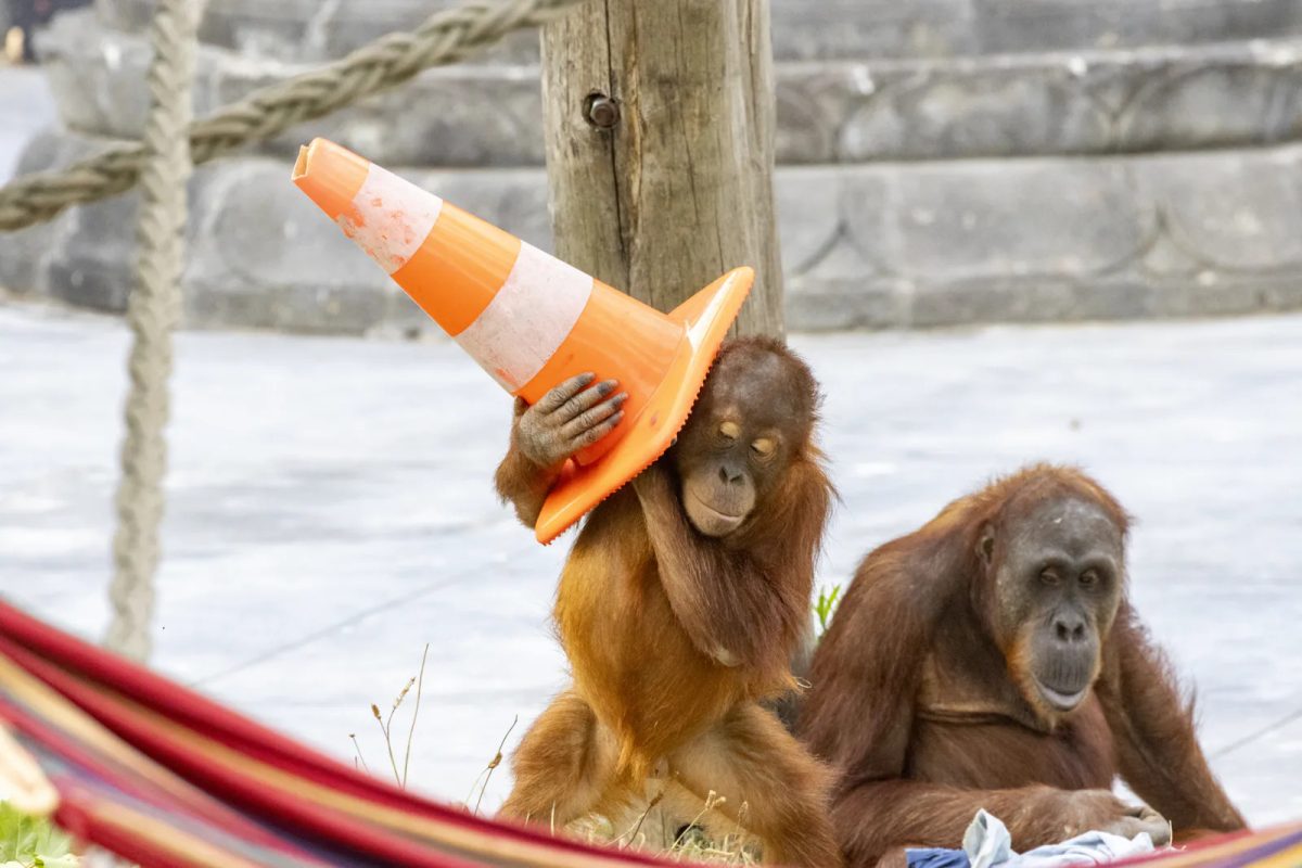 Two orangutans at Pairi Daiza, one wearing an orange and white party hat