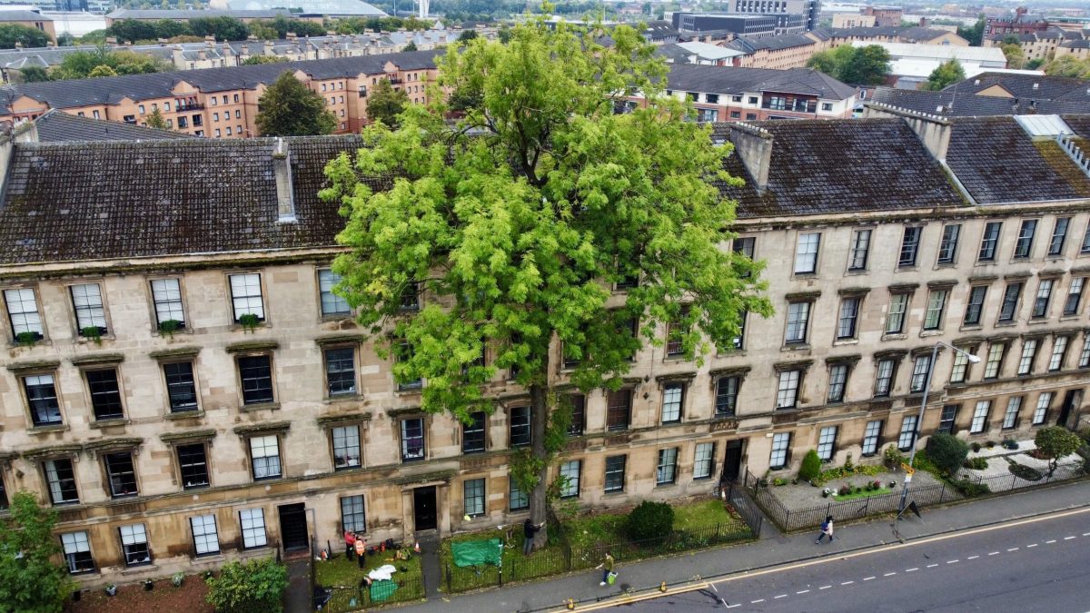 Urban street with historic buildings and a large green tree in the center