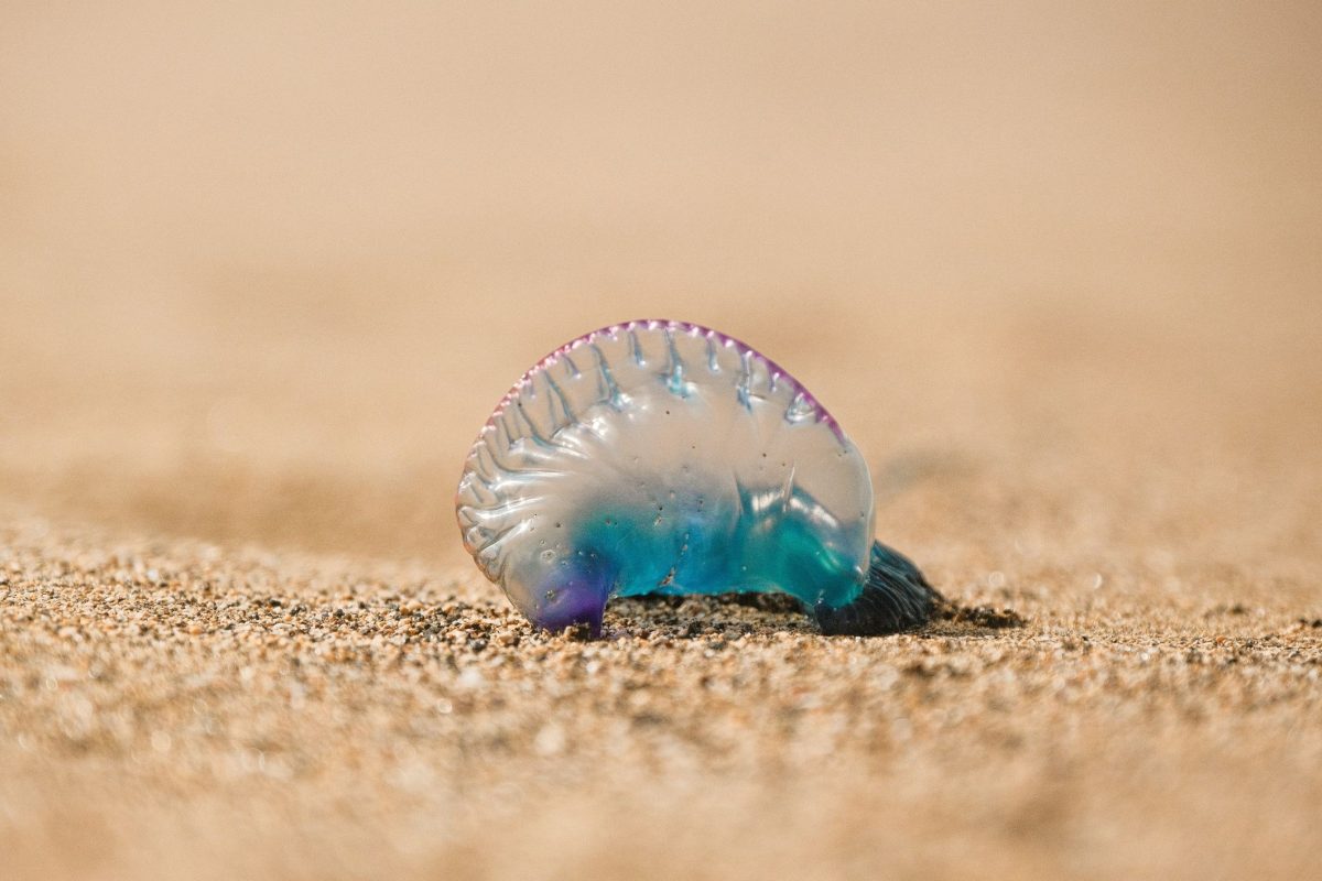 Blue jellyfish washed ashore on sandy beach