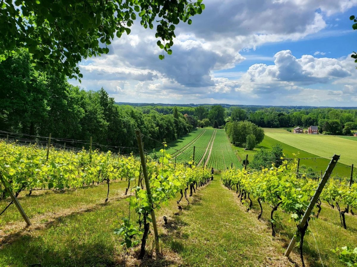 Verdant vineyard rows stretching toward rolling hills under blue sky in Hageland, Belgium
