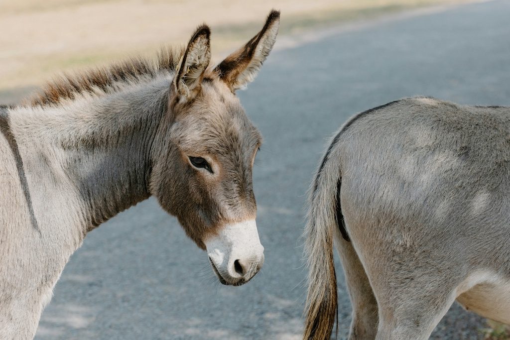 Welsh Beach Ends 100-Year Donkey Ride Tradition in Controversial Move