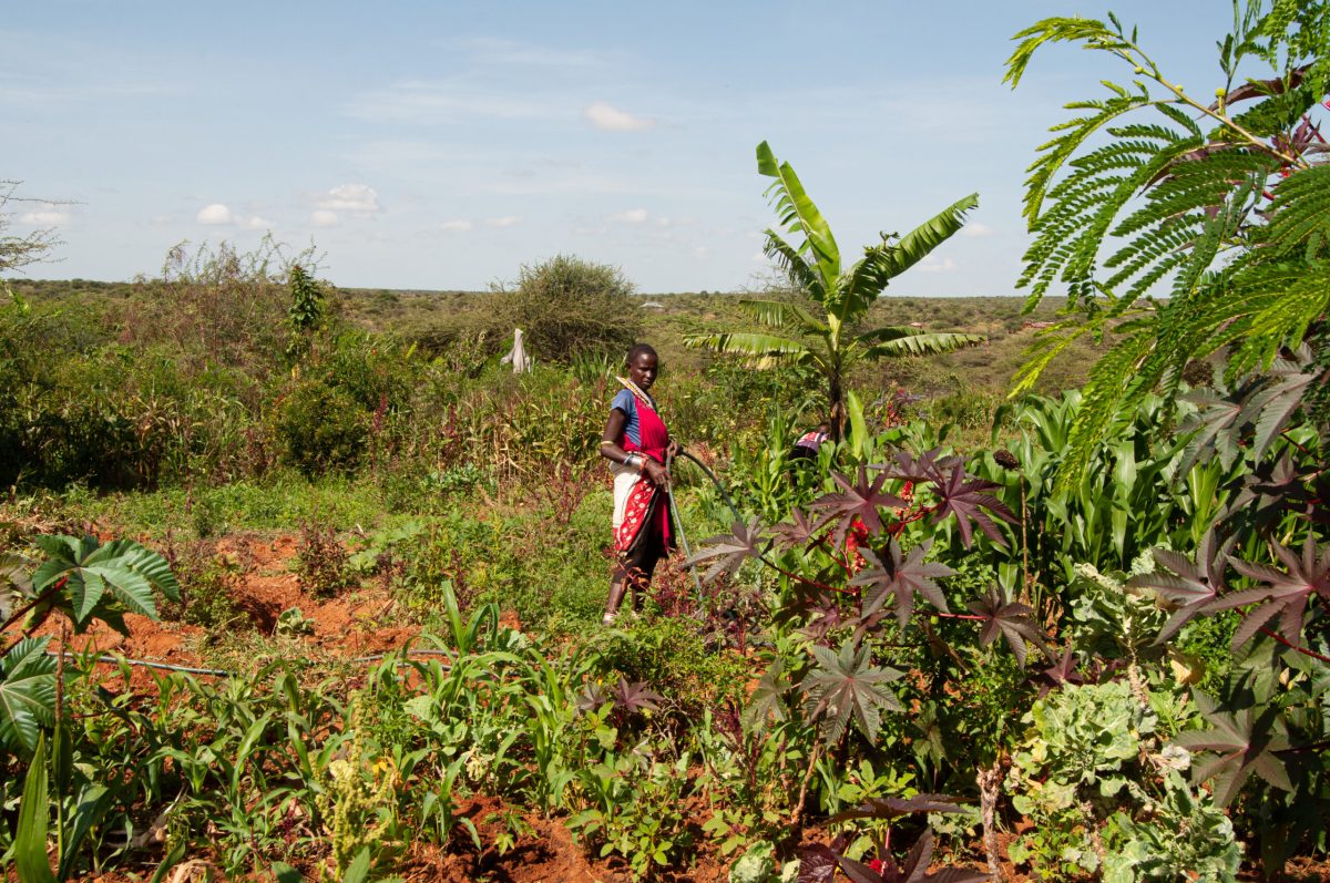 Woman tending a small garden in Naibunga Lower, Northern Kenya.