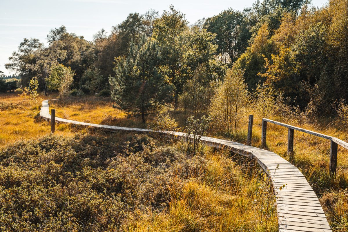 Wooden boardwalk winding through golden moorland with forested hillside
