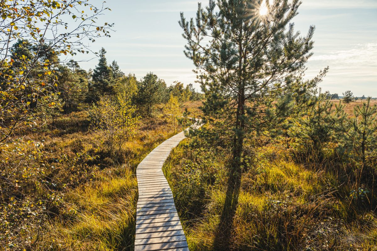 Wooden boardwalk winding through golden moorland with scattered pine trees